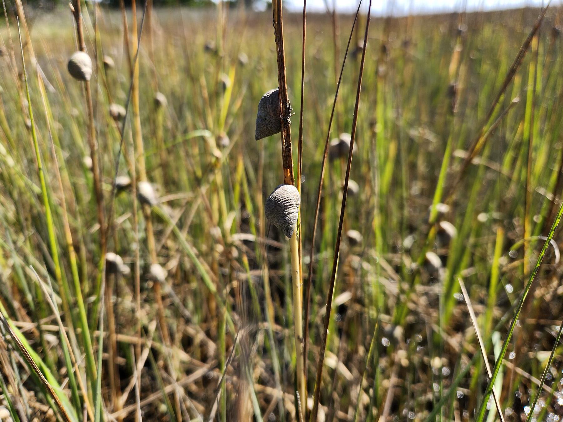 Salt marsh